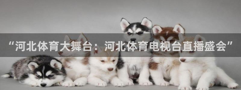 鲸鱼体育免费观看官网：“河北体育大舞台：河北体育电视台直播盛会”